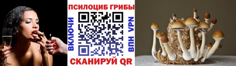 Купить где  Сенгилей  Псилоцибиновые грибы мицелий 